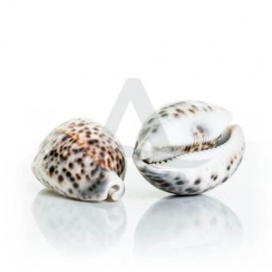 Schelpen shee cypraea tigris (Schelpen shee cypraea tigris)